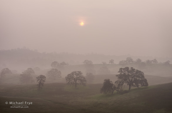 Sun rising through fog above a blue oak woodland, Sierra Nevada foothills, Mariposa County, CA, USA