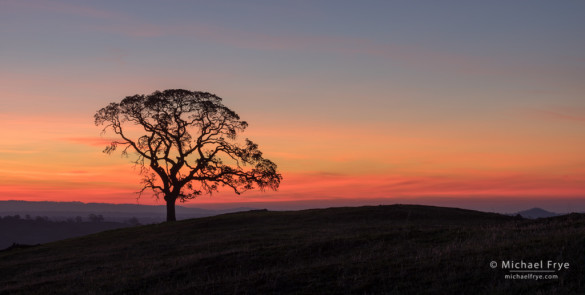 Blue oak at sunrise, Sierra Nevada foothills, Mariposa County, CA, USA