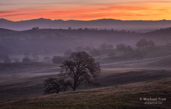 Blue oak woodland at sunrise, Sierra Nevada foothills, Mariposa, CA, USA