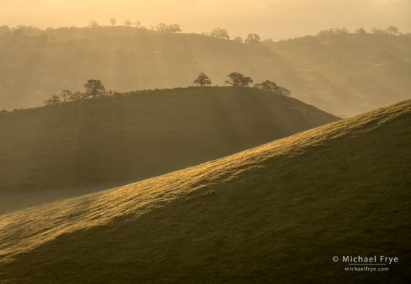 Grassland and oaks, Sierra Nevada foothills, Mariposa County, CA, USA