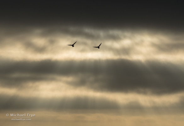 Sunbeams and clouds with Ross's geese, San Joaquin Valley, CA, USA