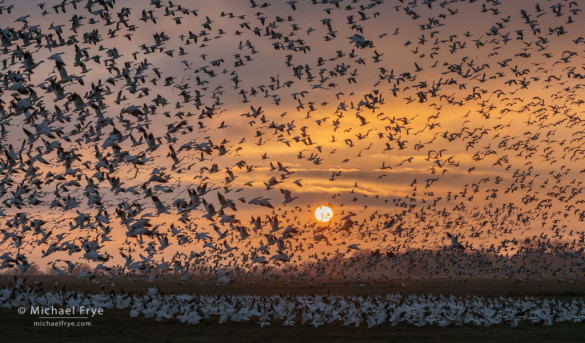 Ross's geese taking flight at sunset, San Joaquin Valley, CA, USA