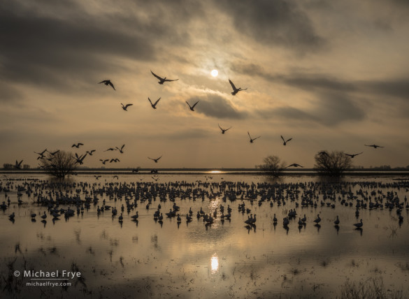 Ross's geese taking flight, late afternoon, San Joaquin Valley, CA, USA