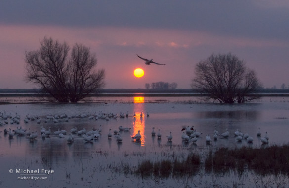 Ross's geese at sunset, San Joaquin Valley, CA, USA