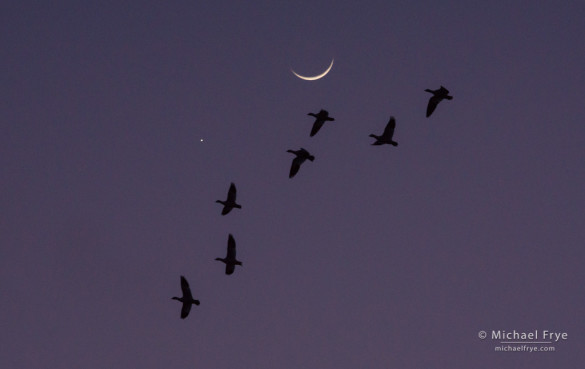 Moon, Venus, and Ross's geese, San Joaquin Valley, CA, USA