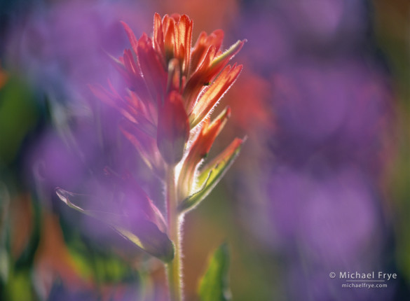 Paintbrush and lupine near Tioga Pass, Yosemite NP, CA, USA