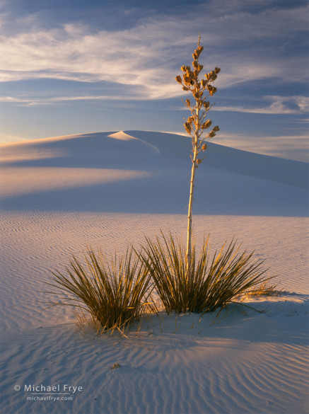 Soap-tree yucca, White Sands NM, NM, USA