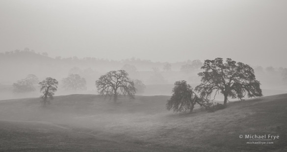 Blue oaks in fog 1, Sierra Nevada foothills