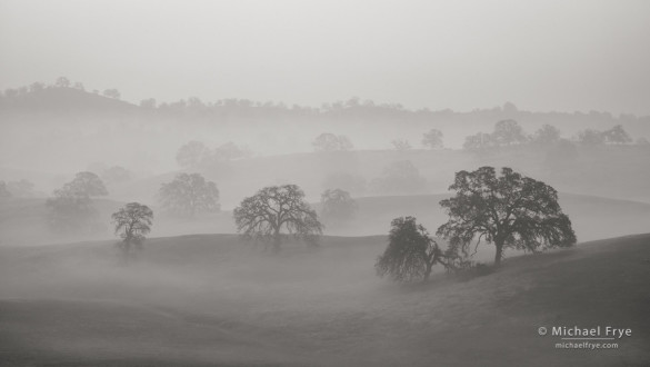 Blue oaks in fog 2, Sierra Nevada foothills