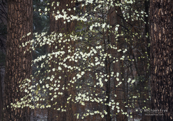 Dogwood and ponderosa pines, Yosemite NP, CA, USA