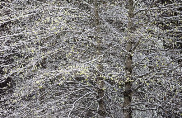 Snow-covered dogwood, Yosemite NP, CA, USA