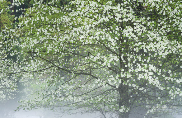 Dogwoods and mist, Yosemite NP, CA, USA