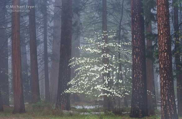 Dogwoods, mist, and ponderosa pines, Yosemite NP, CA, USA