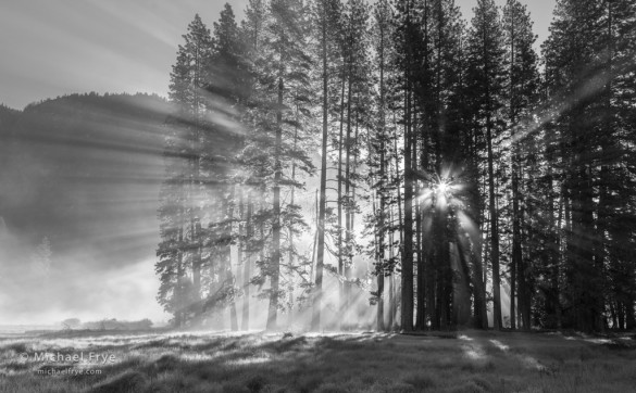 Pines, sunbeams, and mist, Cook's Meadow, Yosemite NP, CA, USA
