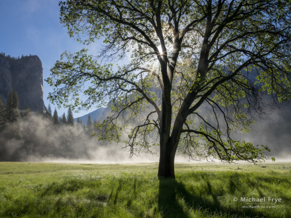 Oak, mist, and sunlight, Stoneman Meadow, Yosemite NP, CA, USA