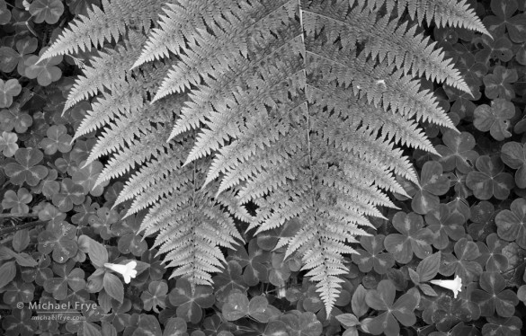 Ferns, redwood sorrel, and monkeyflowers, Del Norte Redwoods SP, CA, USA