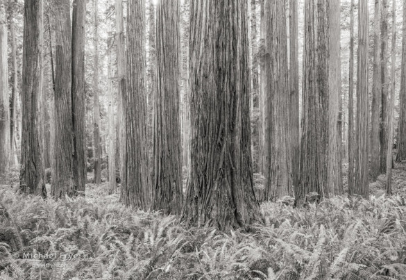 Redwoods and ferns, Jedediah Smith Redwoods SP, CA, USA