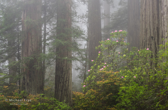 Redwoods and rhododendrons in the fog, Del Norte Redwoods SP, CA, USA