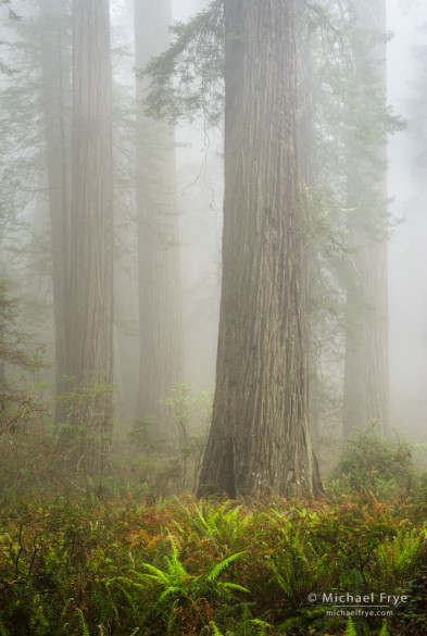 Ferns and redwoods on a foggy morning, Del Norte Redwoods SP, CA, USA