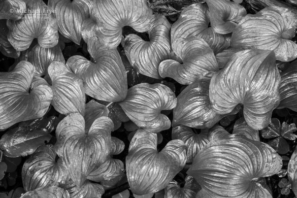 Leaves on the forest floor (Maianthemum dilatatum) underneath the redwood canopy, Del Norte Redwoods SP, CA, USA