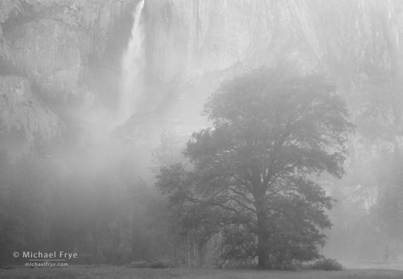 Oak and Upper Yosemite Fall on a misty spring morning, Yosemite NP, CA, USA