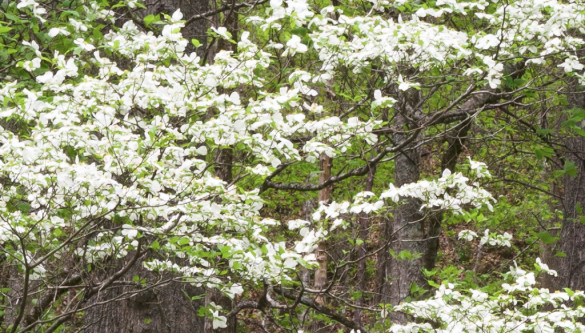 A 100% or 1:1 view of the center of the dogwood photograph