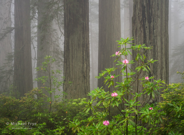 Redwoods and rhododendrons, Del Norte Redwoods SP, CA, USA