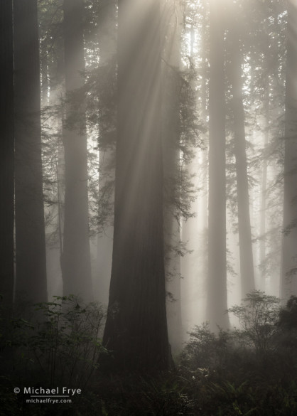 Sunbeams in a redwood forest along the Northern California coast