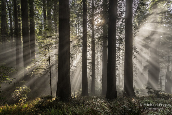 Sunbeams in a redwood forest, northern California coast