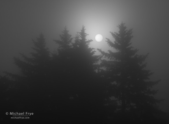 Sun breaking through fog, Redwood NP, CA, USA