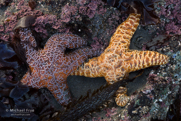 Starfish near Trinidad, California