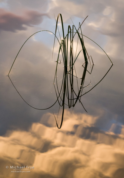 Reeds and cloud reflections, Inyo NF, CA, USA