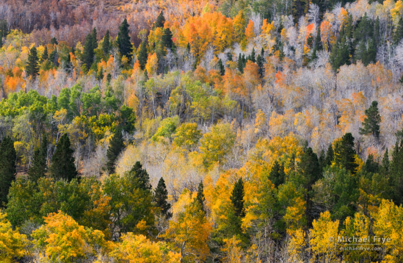 Autumn aspens, Inyo NF, CA, USA