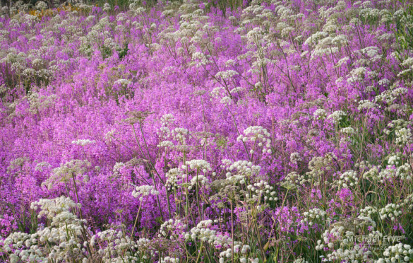 Fireweed and ranger's buttons, Yosemite NP, CA, USA