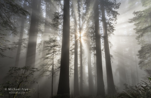 Sunbeams in a redwood forest, northern California coast, USA