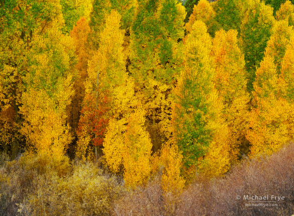 Quaking aspens, autumn, Lee Vining Canyon, Inyo NF, CA, USA