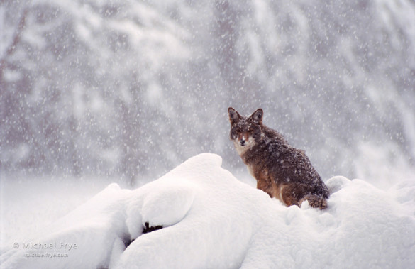 Coyote in snow, Yosemite NP, CA, USA