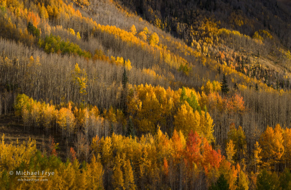 Aspens near Red Mountain Pass, Colorado, USA