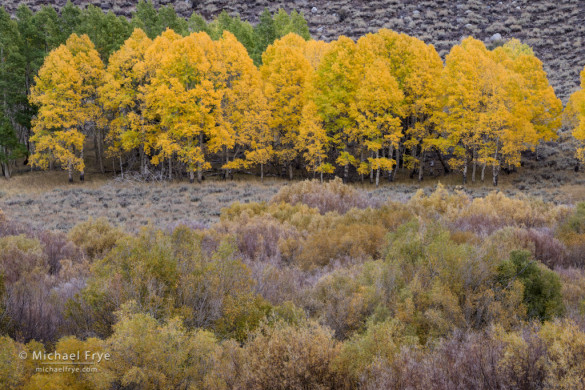 Aspens and willows, June Lake Loop, Inyo NF, CA, USA