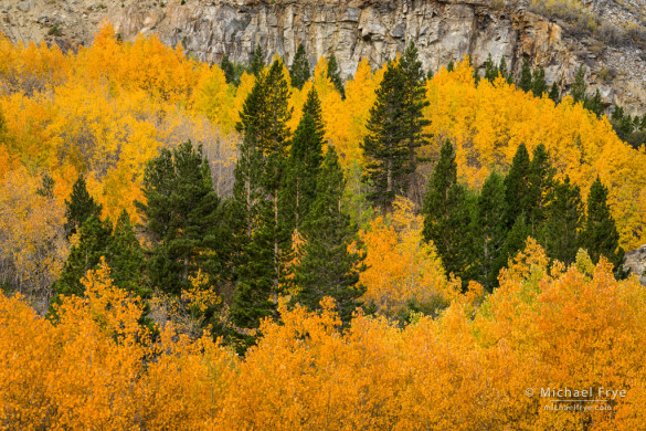 Aspens and lodgepole pines, Lee Vining Canyon, Inyo NF, CA, USA