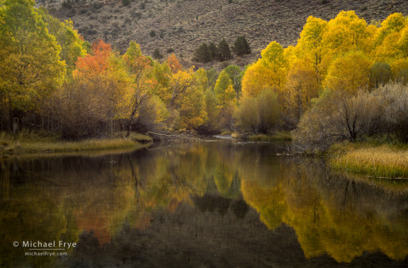 Aspens along a creek in the eastern Sierra Nevada, CA, USA