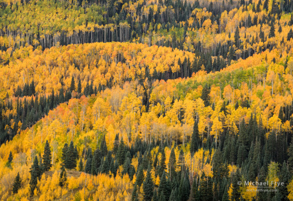 Aspen-covered hillside, Uncompahgre NF, CO, USA