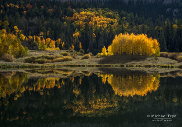 Backlit aspens and reflections, Uncompahgre NF, CO, USA