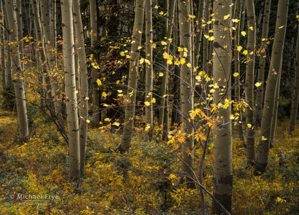 Aspens and maple, San Juan Mountains, Uncompahgre NF, CO, USA