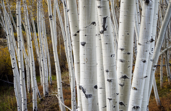 Aspen trunks near Telluride, CO, USA