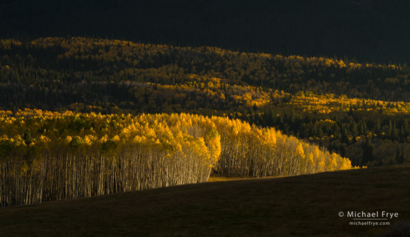 Sunlight on aspens, Umcompahgre NF, CO, USA