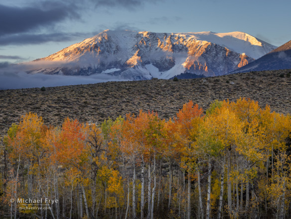 Aspens and peak at sunrise, Inyo NF, CA, USA