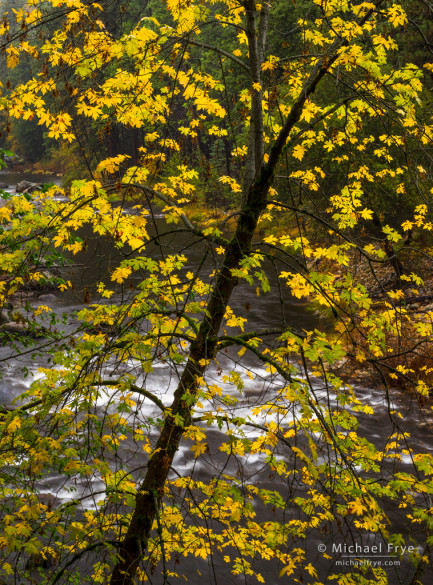 Big-leaf maple along the Merced River, Yosemite NP, CA, USA