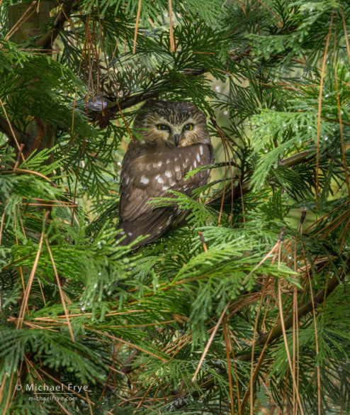 Pygmy owl roosting in an incense cedar, Yosemite NP, CA, USA