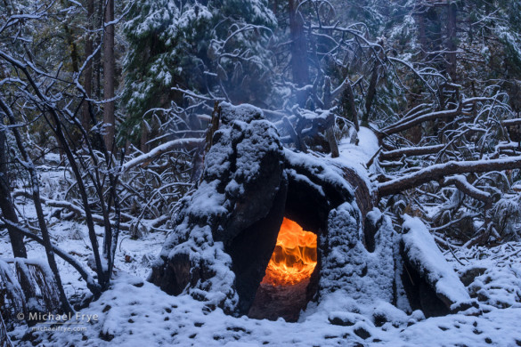 Hollow log burning after a prescribed fire, Yosemite NP, CA, USA